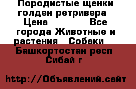 Породистые щенки голден ретривера › Цена ­ 25 000 - Все города Животные и растения » Собаки   . Башкортостан респ.,Сибай г.